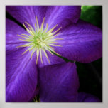 Clematis Posters