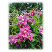 Clematis. Pretty Pink - Purple Flowers. Acrylic Cut Out