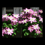 Clematis Print