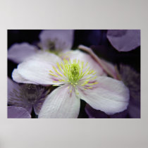 Clematis Print posters