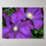 Clematis (purple) Poster