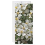 Clematis Rack Card