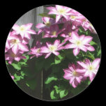 Clematis Sticker