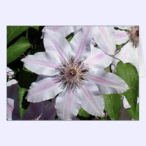 Clematis Vine cards