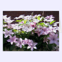 Clematis Vine cards