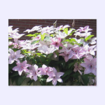 Clematis Vine postcards