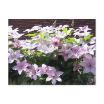 Clematis Vine postcards