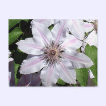 Clematis Vine postcards