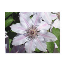 Clematis Vine postcards by charlesblack7 Clematis Vine postcards