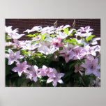 Clematis Vine Posters