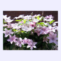 Clematis Vine posters