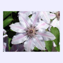 Clematis Vine posters