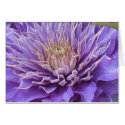 Clematis Vyvvyan Pennell cards by lifethrualens Clematis Vyvvyan Pennell cards