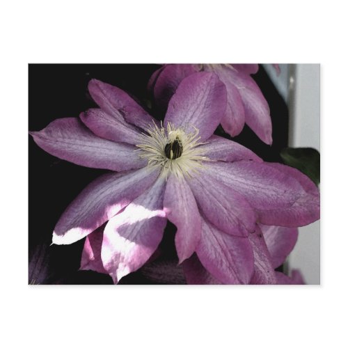 Clematis-Watercolor Effect postcard