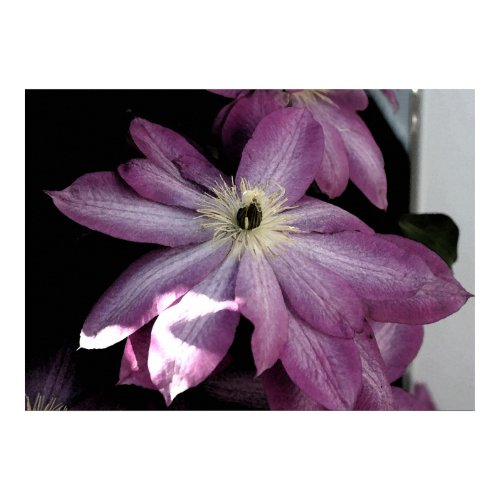 Clematis-Watercolor Effect print