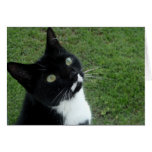 Cleo Greeting Cards