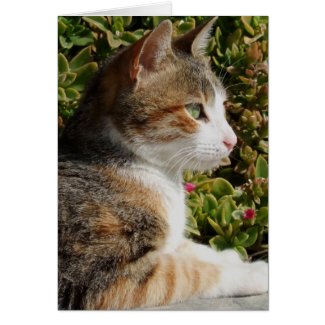 Cleo Cat Card