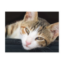 Cleo Cat Postcard postcards