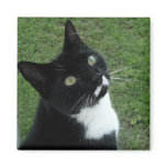 Cleo Refrigerator Magnets