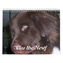 Cleo the Newfoundland dog Wall Calendars