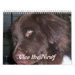 Cleo the Newfoundland dog Wall Calendars