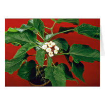 Clerodendron Philippinum (Glory Bower) Pink flower Cards