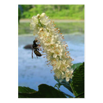 Clethra & Wasp ~ ATC Business Card Template