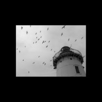 Cleveland lighthouse and gulls bw print