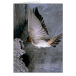 Cliff Swallow approaching nest Greeting Cards