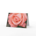 Climbing America Rose Note Card