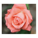 Climbing America Rose on Canvas Print