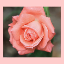 Climbing America Rose on Canvas Print posters