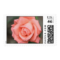 Climbing America Rose Postage postage