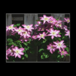 Climbing Clematis Postcard