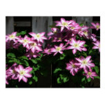 Climbing Clematis Postcard