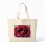 roses, rose, rose, art, rose, photographs,