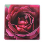 roses, rose, rose, art, rose, photographs,