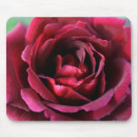 roses, rose, rose, art, rose, photographs,