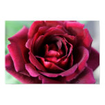 roses, rose, rose, art, rose, photographs,
