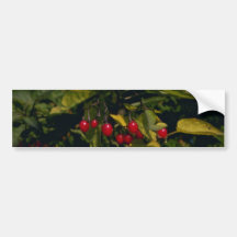 Climbing Nightshade (Solanum Dulcamara) flo Bumper Sticker