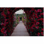 Climbing Rose Arches Roses Cut Outs