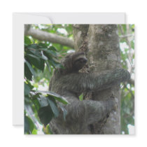 Climbing Sloth  Invitations
