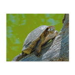 Climbing Turtle Postcard
