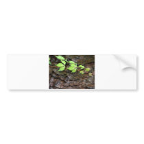 Climbing Vine bumper stickers by onesockjr Climbing Vine bumper stickers