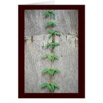 Climbing Vine cards by moonrisings Climbing Vine cards