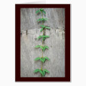 Climbing Vine cards by moonrisings Climbing Vine cards