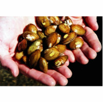 Clinch River Mussels in Hand photo sculptures by animalpark Clinch River Mussels in Hand photo sculptures