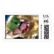 Cling Fish and Eggs, Acyrtus rubiginosus, Red C... postage