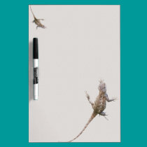 Clinging Eastern Fence Lizards dry erase boards