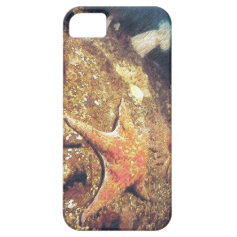 Clinging Starfish iPhone 5 Cases